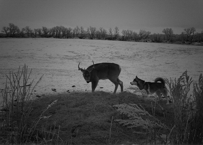 Cette chienne s’est sauvée de chez elle et a été filmée par une caméra cachée errant dans la forêt avec un cerf sauvage