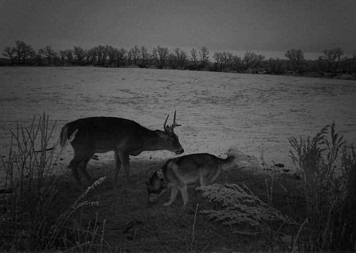 Cette chienne s’est sauvée de chez elle et a été filmée par une caméra cachée errant dans la forêt avec un cerf sauvage