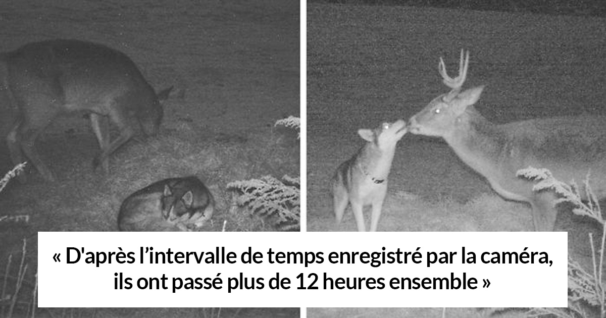 Cette chienne s’est sauvée de chez elle et a été filmée par une caméra cachée errant dans la forêt avec un cerf sauvage