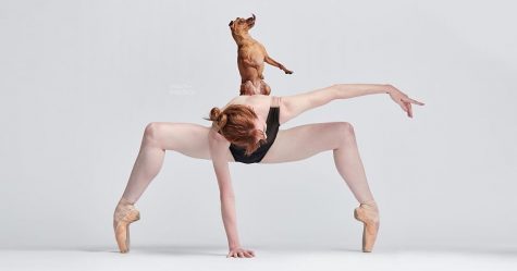 Des danseuses de ballet et des chiens ont posé ensemble pour une séance photo et le résultat va égayer ta journée (33 images)