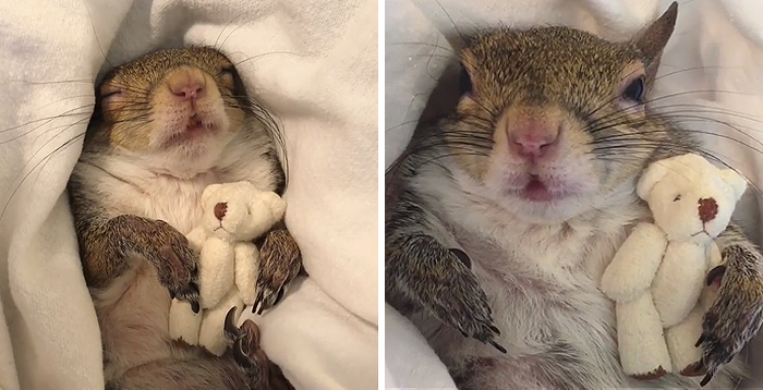 Cet écureuil sauvé de l’ouragan Isaac ne peut pas dormir sans son ours en peluche