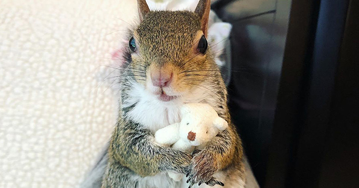 Cet écureuil sauvé de l’ouragan Isaac ne peut pas dormir sans son ours en peluche