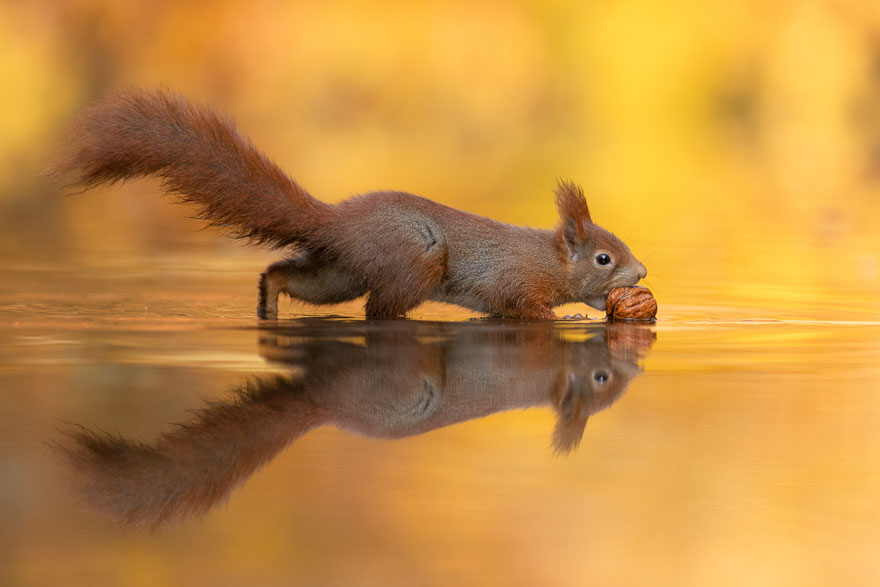 Ce photographe attend des heures pour capturer des écureuils transportant une noix sur un lac (8 images)