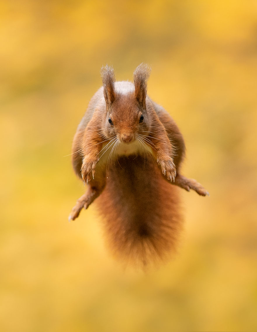 Ce photographe attend des heures pour capturer des écureuils transportant une noix sur un lac (8 images)