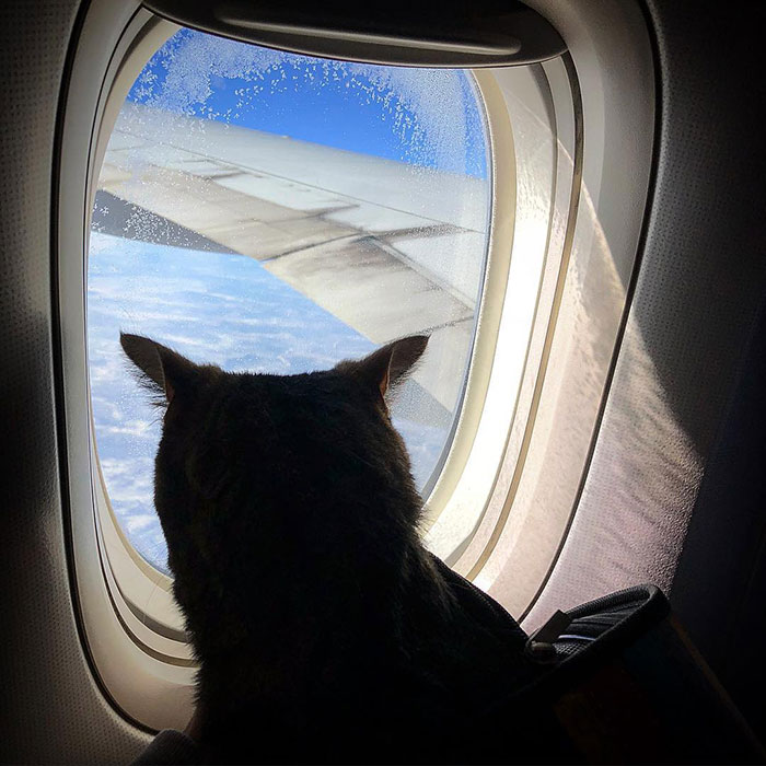 Un homme dissimule un gros chat dans un avion et est puni par la compagnie aérienne après l’atterrissage