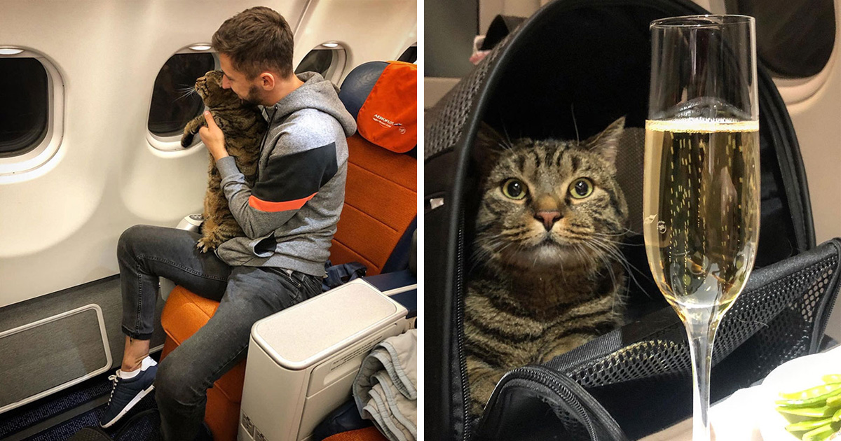 Un homme dissimule un gros chat dans un avion et est puni par la compagnie aérienne après l’atterrissage