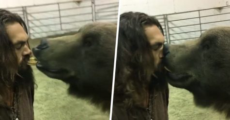 Jason Momoa a été accusé de cruauté envers les animaux pour une vidéo avec un ours grizzly de 400 kilos