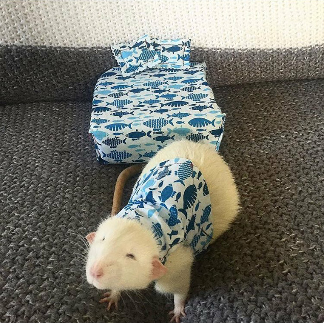 Cette femme confectionne des matelas pour rats ainsi que des pyjamas assortis et ils sont adorables