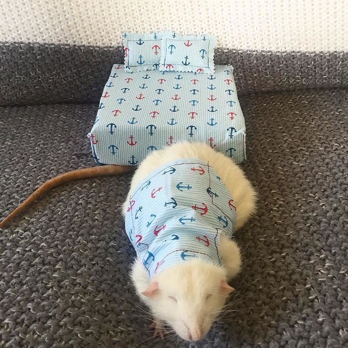 Cette femme confectionne des matelas pour rats ainsi que des pyjamas assortis et ils sont adorables