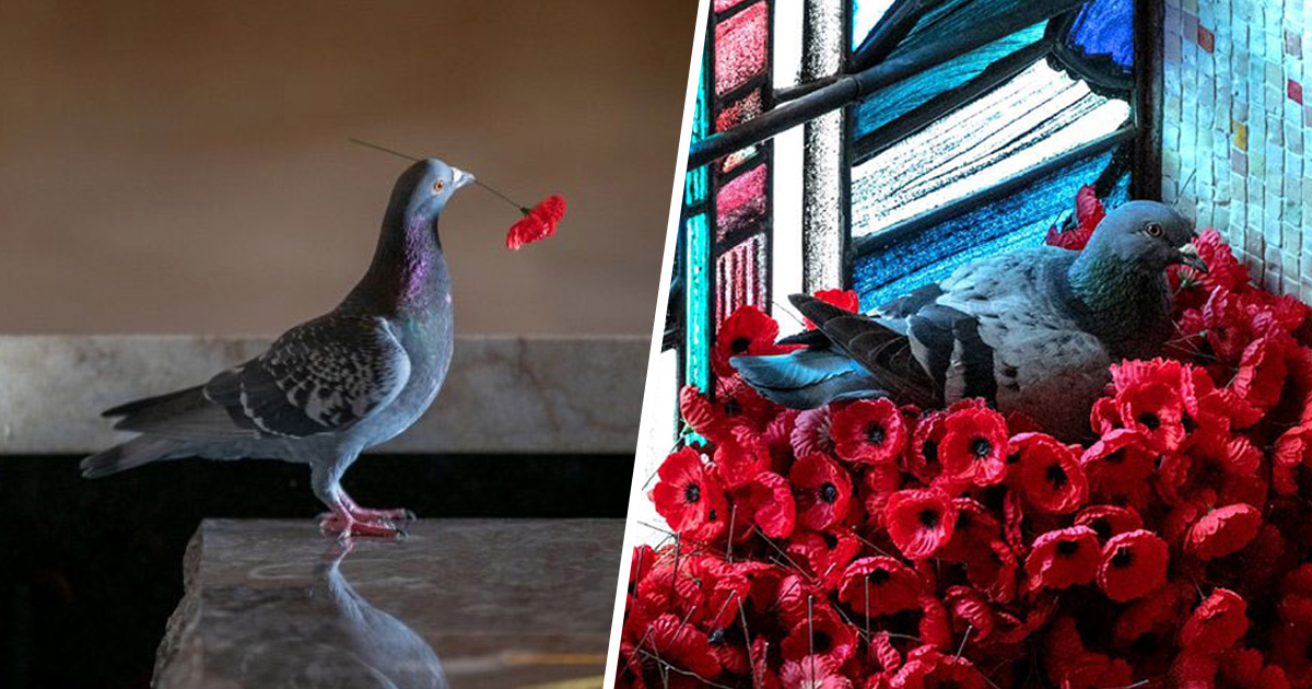 Ce pigeon a construit un nid après avoir volé des coquelicots de la tombe d’un soldat inconnu
