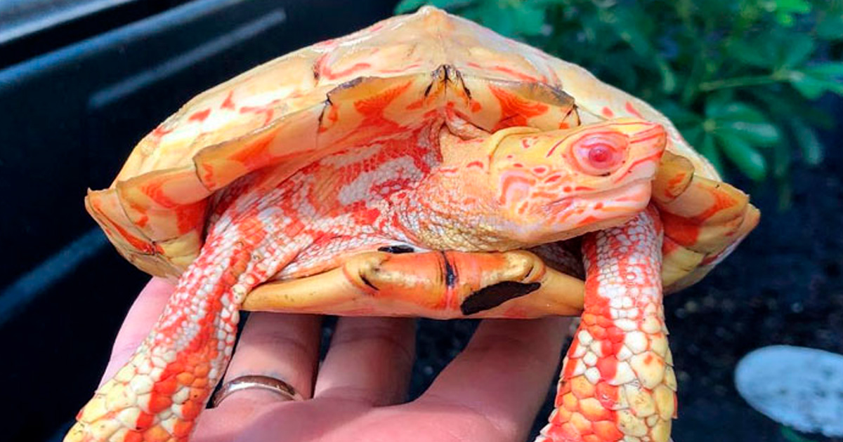 Apparemment, les tortues albinos ressemblent à des dragons cracheurs de feu (18 images)