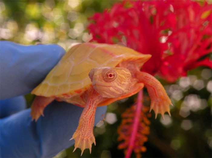 Apparemment, les tortues albinos ressemblent à des dragons cracheurs de feu (18 images)