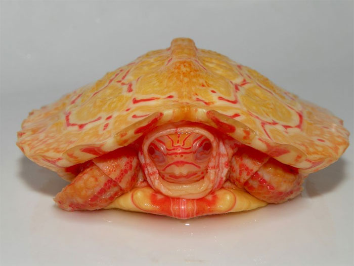Apparemment, les tortues albinos ressemblent à des dragons cracheurs de feu (18 images)