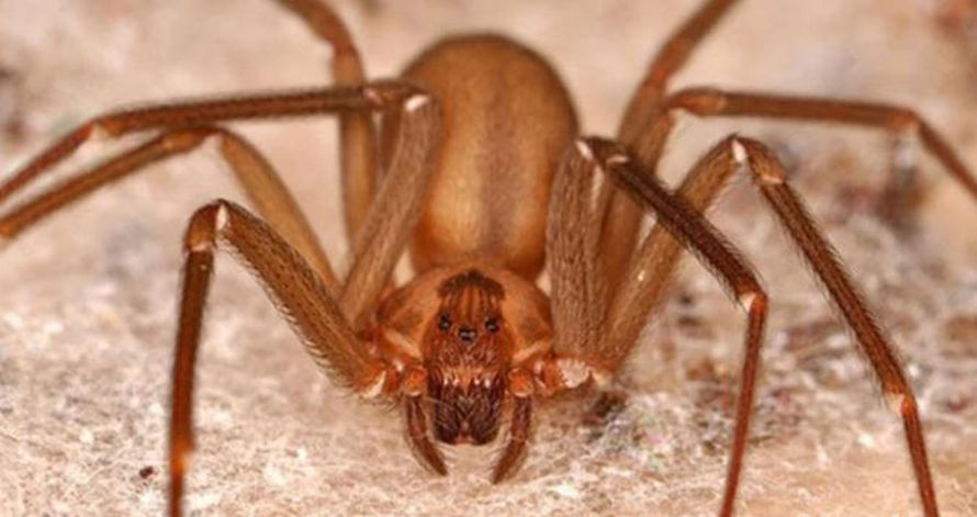Cette nouvelle espèce d’araignées peut faire pourrir la chair humaine avec une seule morsure