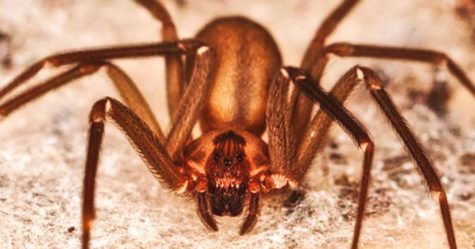 Cette nouvelle espèce d’araignées peut faire pourrir la chair humaine avec une seule morsure
