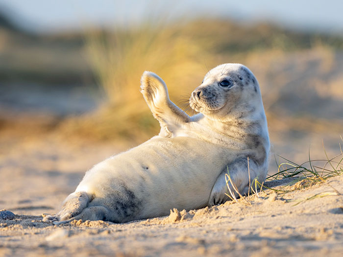 Ce bébé phoque a salué un photographe sur une plage