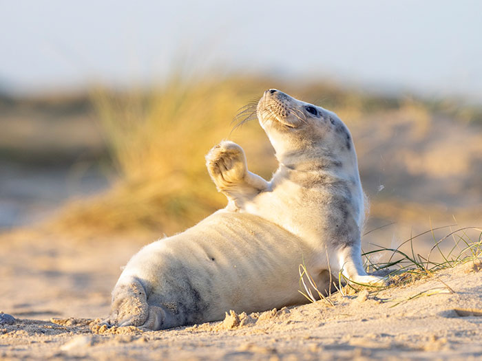 Ce bébé phoque a salué un photographe sur une plage
