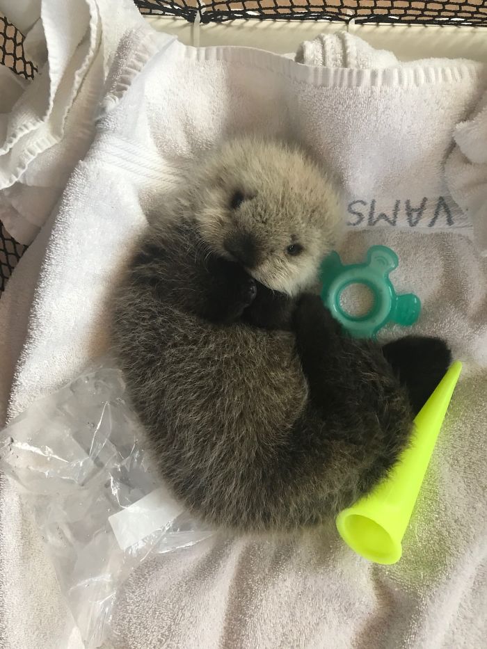 Si tu es déprimé, ces 22 photos de bébés loutres vont te faire sourire