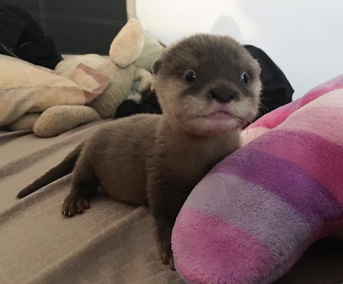 Si tu es déprimé, ces 22 photos de bébés loutres vont te faire sourire