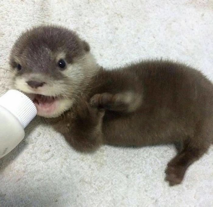 Si Tu Es Deprime Ces 22 Photos De Bebes Loutres Vont Te Faire Sourire Ipnoze
