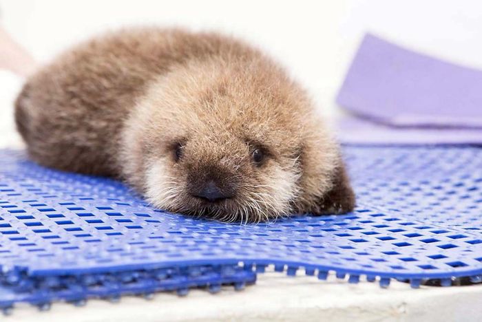 Si tu es déprimé, ces 22 photos de bébés loutres vont te faire sourire