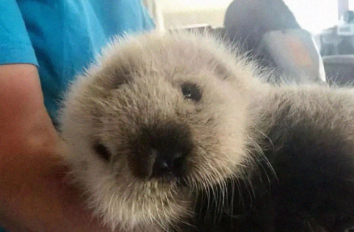 Si tu es déprimé, ces 22 photos de bébés loutres vont te faire sourire