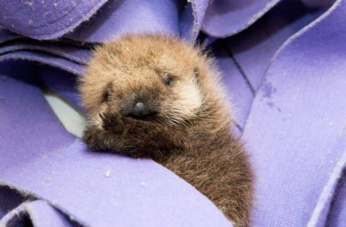 Si tu es déprimé, ces 22 photos de bébés loutres vont te faire sourire
