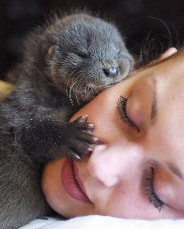Si tu es déprimé, ces 22 photos de bébés loutres vont te faire sourire