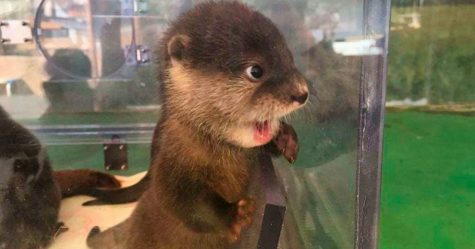 Si Tu Es Deprime Ces 22 Photos De Bebes Loutres Vont Te Faire Sourire Ipnoze