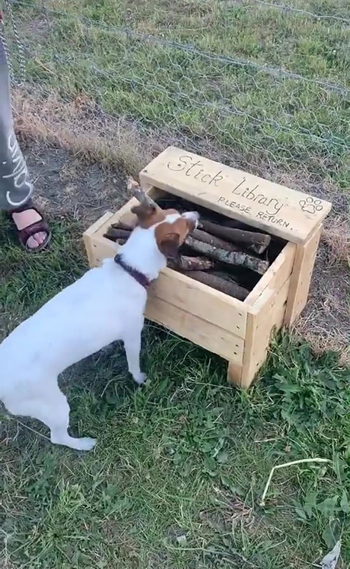 Un homme a construit une « bibliothèque de bâtons » pour tous les chiens du parc