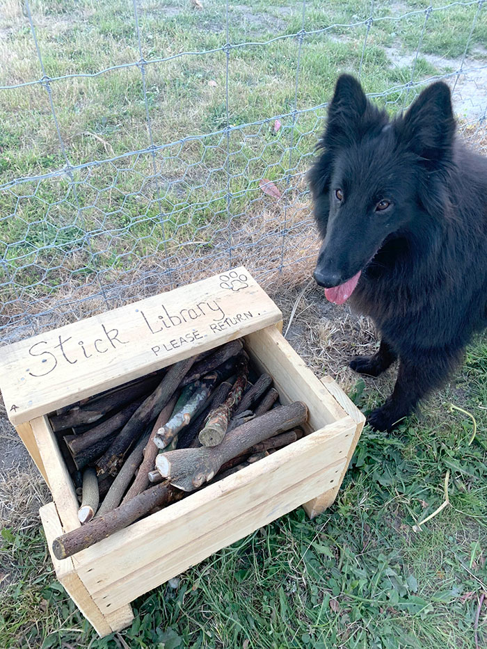 Un homme a construit une « bibliothèque de bâtons » pour tous les chiens du parc