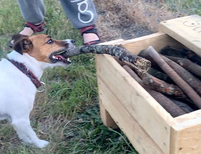 Un homme a construit une « bibliothèque de bâtons » pour tous les chiens du parc