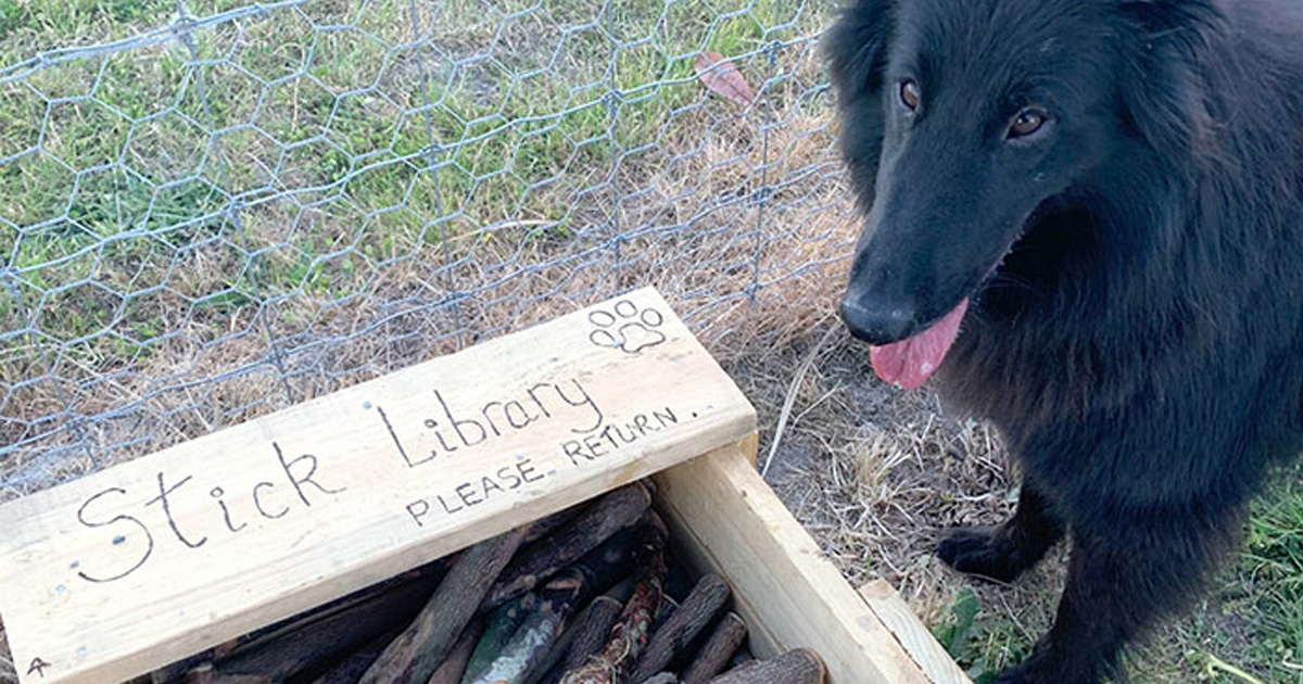 Un homme a construit une « bibliothèque de bâtons » pour tous les chiens du parc