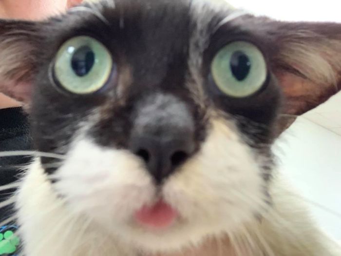 Tout le monde veut adopter ce chat très spécial qui ressemble à bébé Yoda et à Dobby l’elfe
