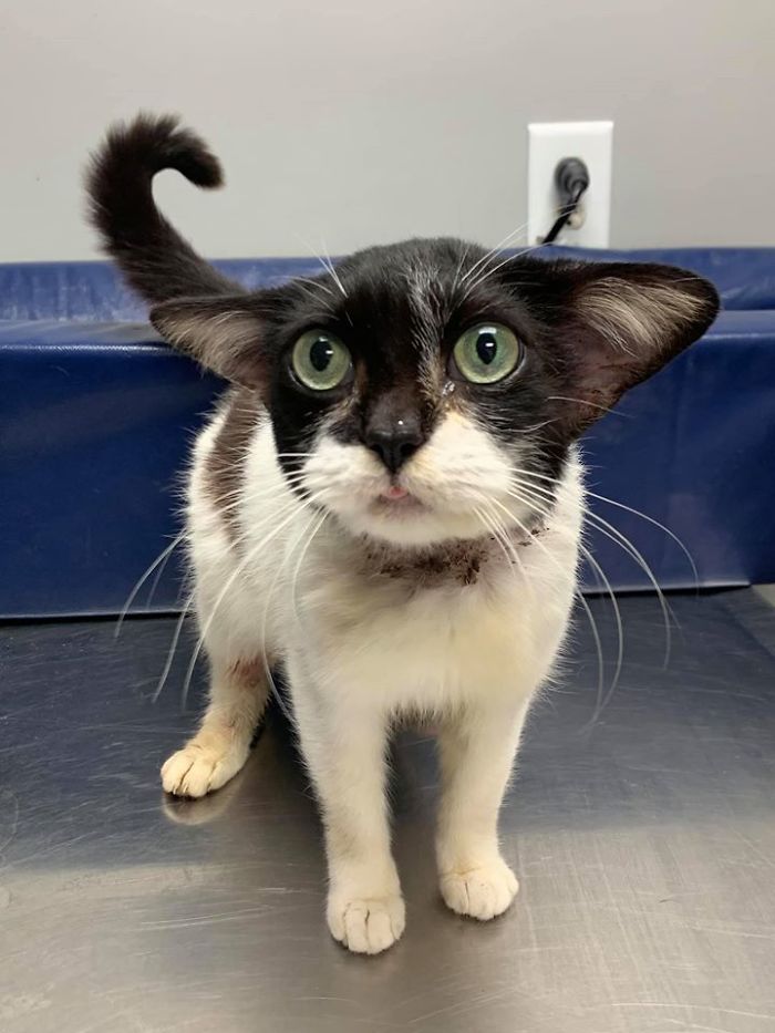 Tout le monde veut adopter ce chat très spécial qui ressemble à bébé Yoda et à Dobby l’elfe