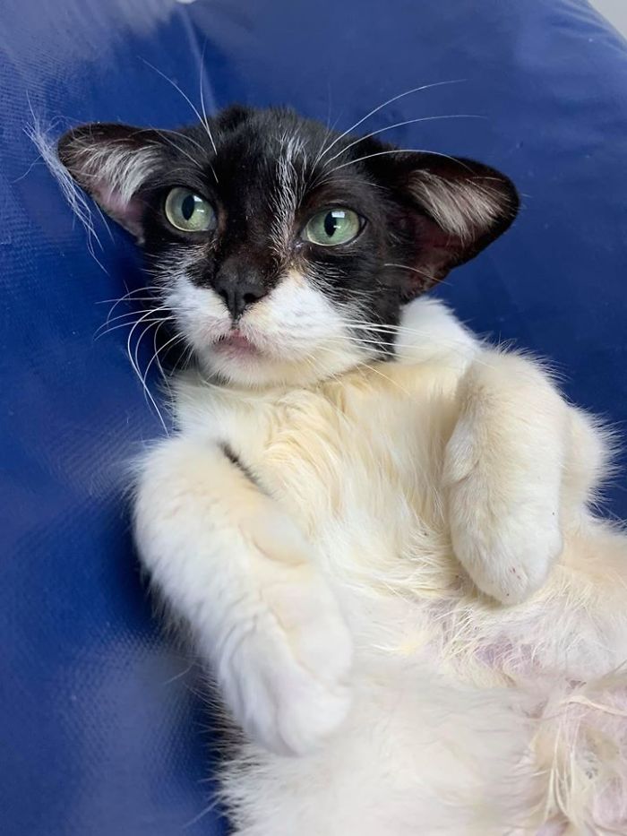 Tout le monde veut adopter ce chat très spécial qui ressemble à bébé Yoda et à Dobby l’elfe