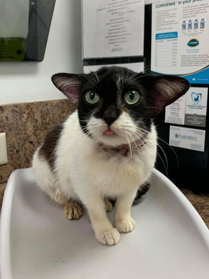 Tout le monde veut adopter ce chat très spécial qui ressemble à bébé Yoda et à Dobby l’elfe