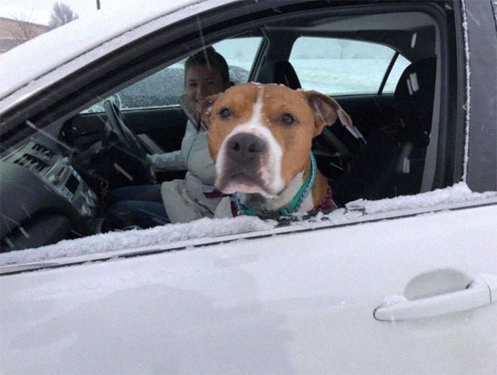 Ce pitbull volé retrouvé à 3 200 kilomètres est rentré chez lui pour Noël avec l’aide de 15 bénévoles