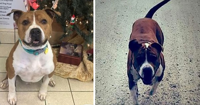 Ce pitbull volé retrouvé à 3 200 kilomètres est rentré chez lui pour Noël avec l’aide de 15 bénévoles