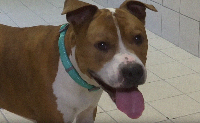 Ce pitbull volé retrouvé à 3 200 kilomètres est rentré chez lui pour Noël avec l’aide de 15 bénévoles