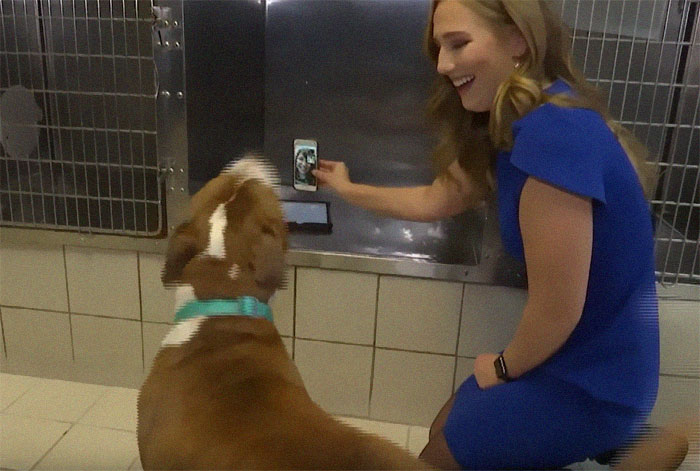 Ce pitbull volé retrouvé à 3 200 kilomètres est rentré chez lui pour Noël avec l’aide de 15 bénévoles