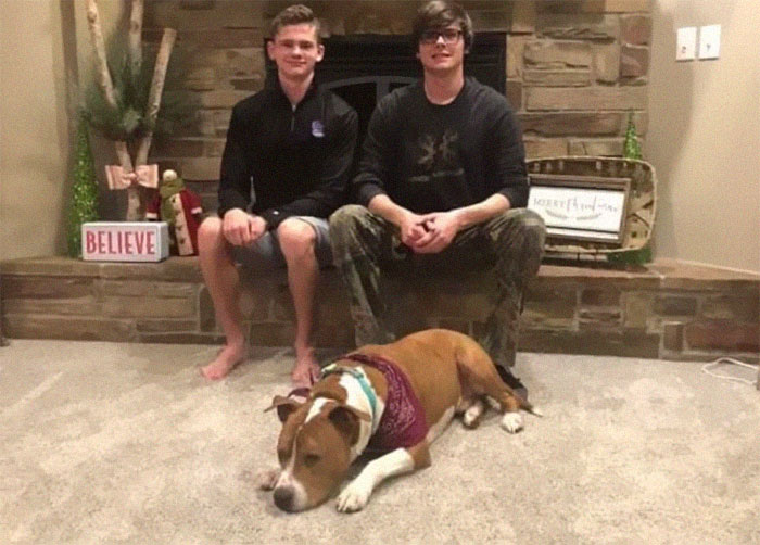 Ce pitbull volé retrouvé à 3 200 kilomètres est rentré chez lui pour Noël avec l’aide de 15 bénévoles