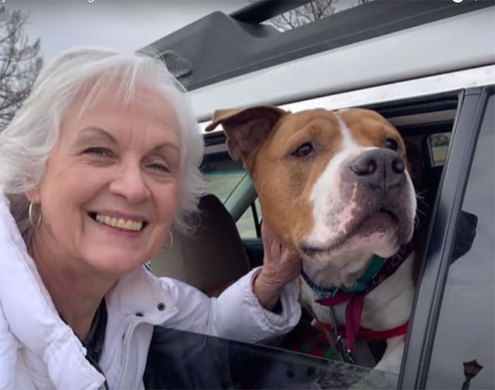 Ce pitbull volé retrouvé à 3 200 kilomètres est rentré chez lui pour Noël avec l’aide de 15 bénévoles