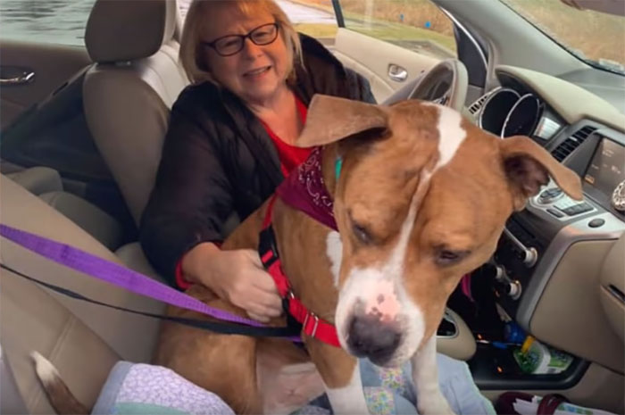 Ce pitbull volé retrouvé à 3 200 kilomètres est rentré chez lui pour Noël avec l’aide de 15 bénévoles