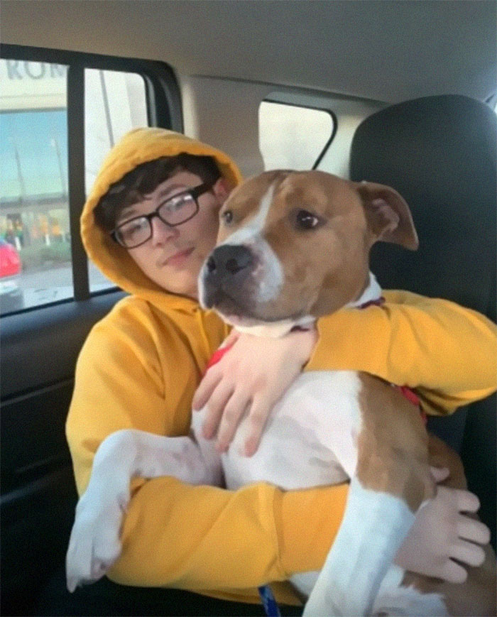 Ce pitbull volé retrouvé à 3 200 kilomètres est rentré chez lui pour Noël avec l’aide de 15 bénévoles