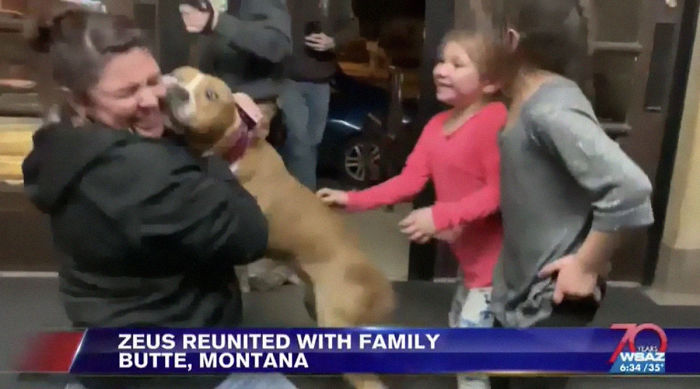 Ce pitbull volé retrouvé à 3 200 kilomètres est rentré chez lui pour Noël avec l’aide de 15 bénévoles