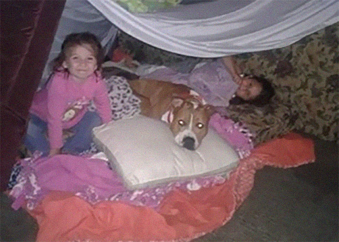 Ce pitbull volé retrouvé à 3 200 kilomètres est rentré chez lui pour Noël avec l’aide de 15 bénévoles