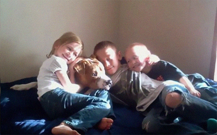 Ce pitbull volé retrouvé à 3 200 kilomètres est rentré chez lui pour Noël avec l’aide de 15 bénévoles