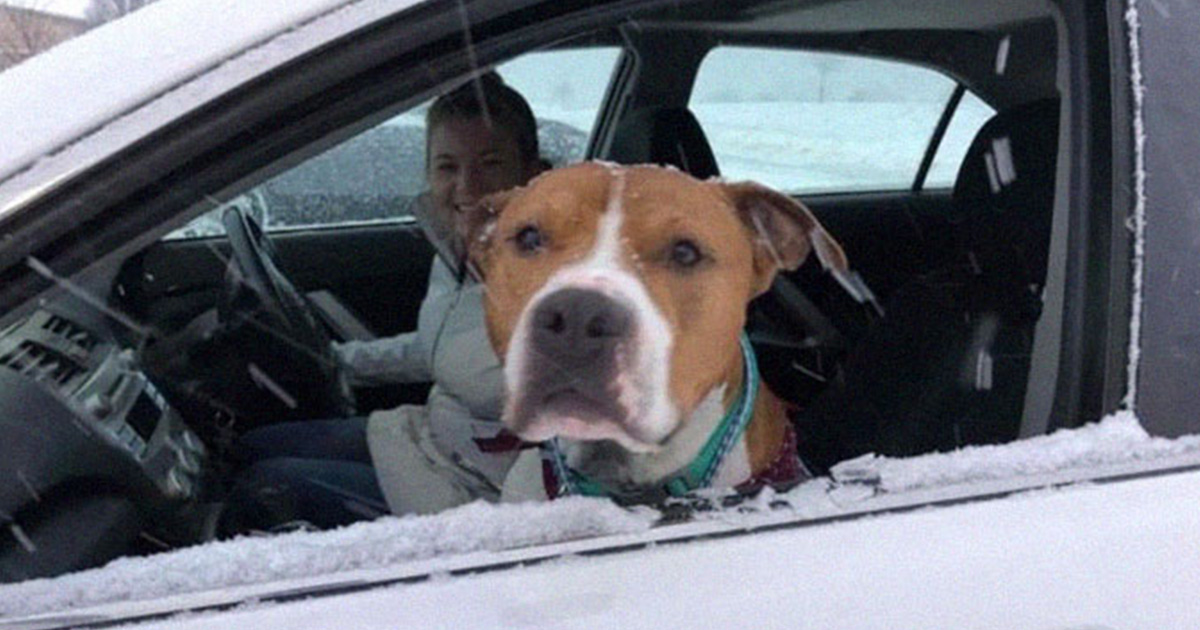 Ce pitbull volé retrouvé à 3 200 kilomètres est rentré chez lui pour Noël avec l’aide de 15 bénévoles