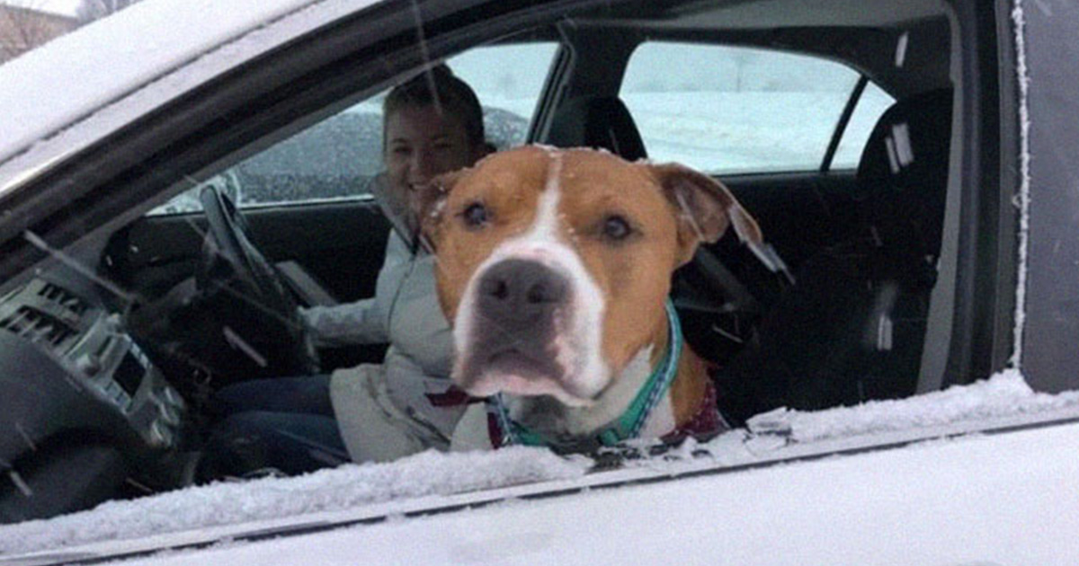 Ce pitbull volé retrouvé à 3 200 kilomètres est rentré chez lui pour Noël avec l’aide de 15 bénévoles